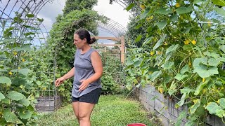 A Good Busy Day || Easy Dill Pickles, The Best Zucchini Bread & Some Hard Work || July 2025