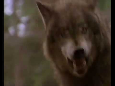 Romulus and Remus - The Founding of Rome