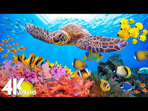 [NEW] 11HRS Stunning 4K Underwater Footage + Music | Rare & Colorful Sea Life: "RAINBOW REEF 2" UHD