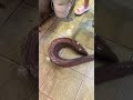 The Deadly Moray Eel | Ocean’s Snake-Like Predator