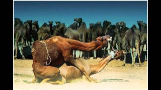 Camelfuck - Mr. Oizo (ToBy Screamer Edit)