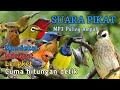 SUARA PIKAT SEMUA BURUNG KECIL MP3 PALING AMPUH