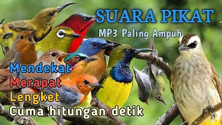 Download lagu SUARA PIKAT SEMUA BURUNG KECIL - MP3 PALING AMPUH  mp3