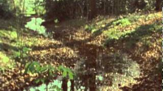 Midlake - Rulers, Ruling All Things (official video)