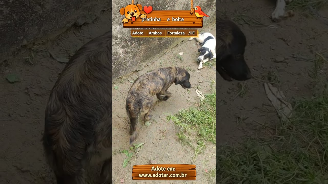 Cachorro raça SRD-ViraLata idade 2 a 6 meses nome pretinha e bolte