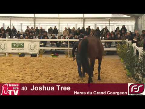 Lot 40 Joshua Tree, Salon des Etalons du Lion 2016