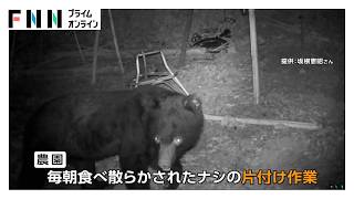 箱わなの中で“うなり声” 北海道で推定100kgのクマを駆除 “おいしいもの”を学習か？人里にクマ相次ぐ（2026年09月10日）