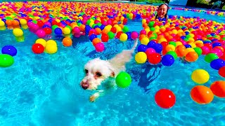 PUPPY GOES SWIMMING IN A BALL PIT POOL!!