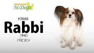 ペットモデル　Rabbi(ラビ)