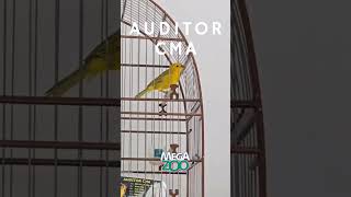 AUDITOR CMA