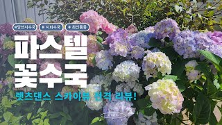 JB가든센터 강력 추천!! 파스텔 꽃수국 렛츠댄스 스카이뷰 리뷰!!