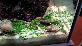 How to setup a Pico Reef Tank - Fluval SPEC 3 - Cleanup crew