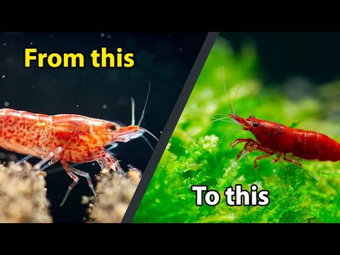 Cherry Shrimp Selective Breeding!