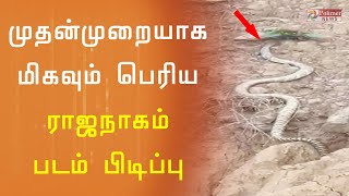Download lagu முதன்முறையாக மிகவும் பெரிய ராஜநாகம் படம் பிடிப்பு | Snake video mp3 Download lagu முதன்முறையாக மிகவும் பெரிய ராஜநாகம் படம் பிடிப்பு | Snake video mp3