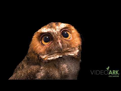 Otus nigrorum Filipiny