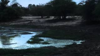 Download lagu Wild dogs barking at crocodile mp3