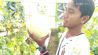 Download lagu Trik panen melon Honey Globe mp3