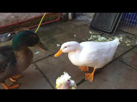 Patos comiendo lechuga