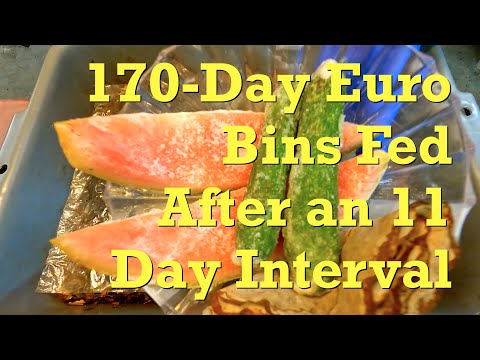 Euro nightcrawler worm bins fed watermelon & cucumber at day 170 - vermicompost