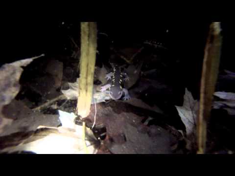 Salamanders: An Underwater View