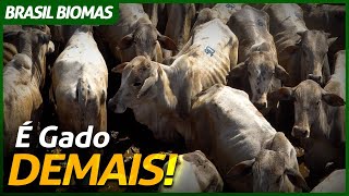 Miniatura do vídeo