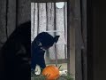 Red panda fight with pumpkin - funny videos