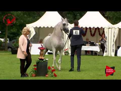 N.41 WORTEX KALLISTE - Scandinavian Open Championship 2017 - Colts 3 Years old (Class 8)