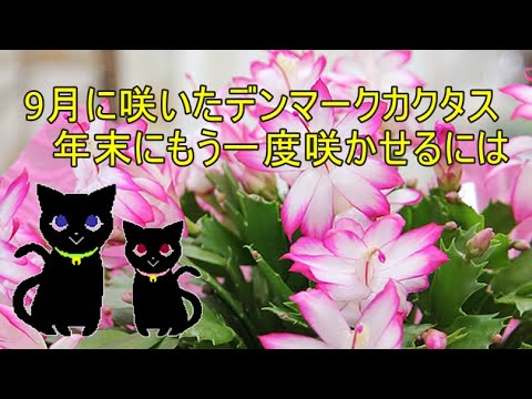 クリビアを再び咲かせる方法 枯れた花に水やり
