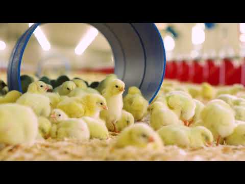 Take the Bell &amp Evans Broiler Farm Tour