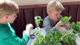 Grow-How Workshop- Propagation with Kids!
