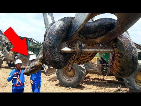 10 REAL LIFE GIANT CREATURES Video