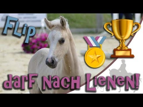 Flip qualifiziert sich zum deutschen Fohlenchampionat in Lienen!