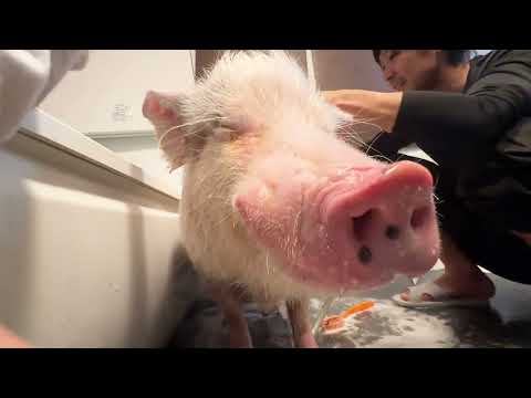 お風呂が気持ち良すぎて立ちながら寝てしまうミニブタ