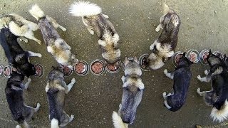 GoPro: 17 Huskies