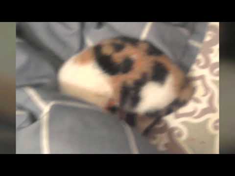 Habibah's and Cheetarah's Saga (Video generated by Gallery)