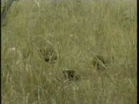 Lionesses and Cubs Djuma PM Drive 07/08/07 - 1
