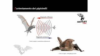L'orientamento dei pipistrelli