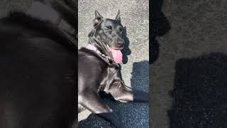 Video preview image #1 Mutt Puppy For Sale in Stevens Point, WI, USA
