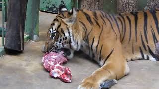 preview picture of video 'Zoo Praha Prag, Tiger lunch'