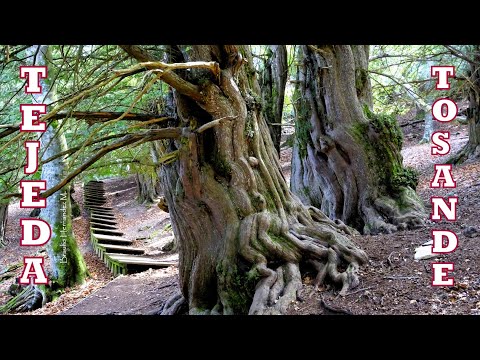 Tejeda de Tosande, un bosque mágico, milenario, en el P. N. de la Montaña Palentina