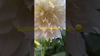 Luna Comparte 😀#Dalia blanca
