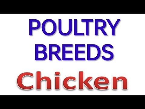 , title : 'Indigenous breed of chicken || Breeds of poultry || Classification of chicken Breeds || Dhull vets'