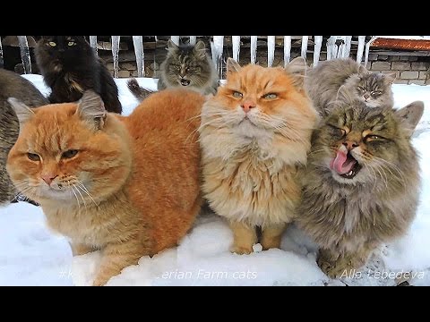 Winter in Koshlandia Зима в Кошляндии Siberian Farm cats Деревенские кошки