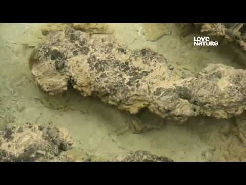 Как в море на Земле на протяжении 3,5 млрд. лет выжили Строматолиты (Stromatolites, Stromatoliths) ?