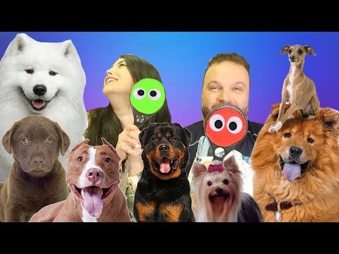 Dog Breed Identification Quiz: Can You Pass the Yes or No Challenge?