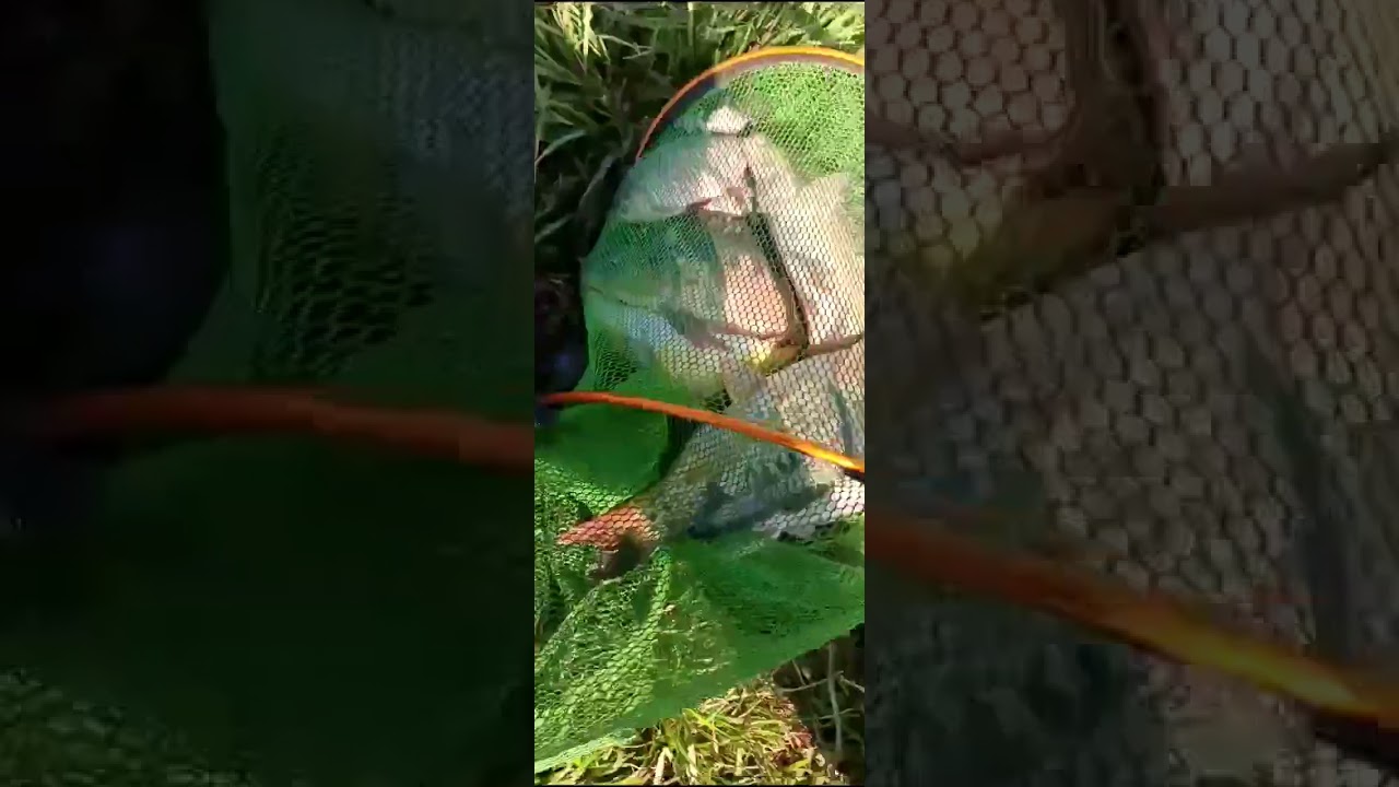मछली पकड़ने का नक्शा 😩   Nouvelle pêche Informes de pesca मछली पकड़ने के स्थान