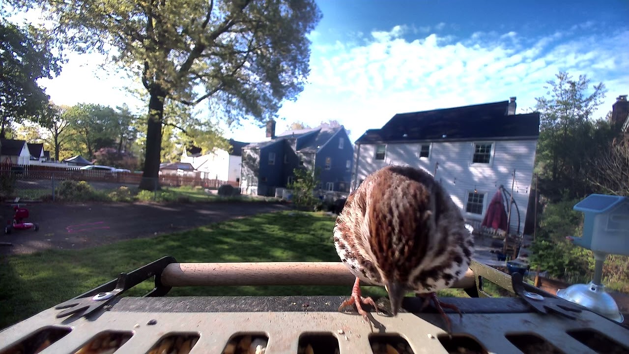 BirdFy Metal 2 4K smart bird feeder: Sparrow - YouTube