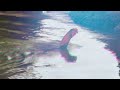 Sankranti Kodi Pandalu Video Sankranti