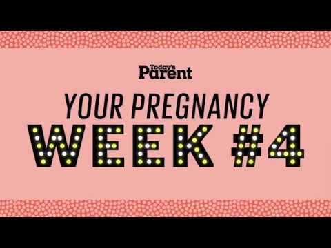 Your pregnancy: 1-4 weeks