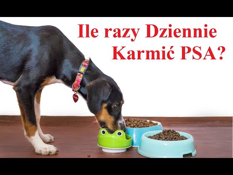 Ile Razy Dziennie karmić PSA